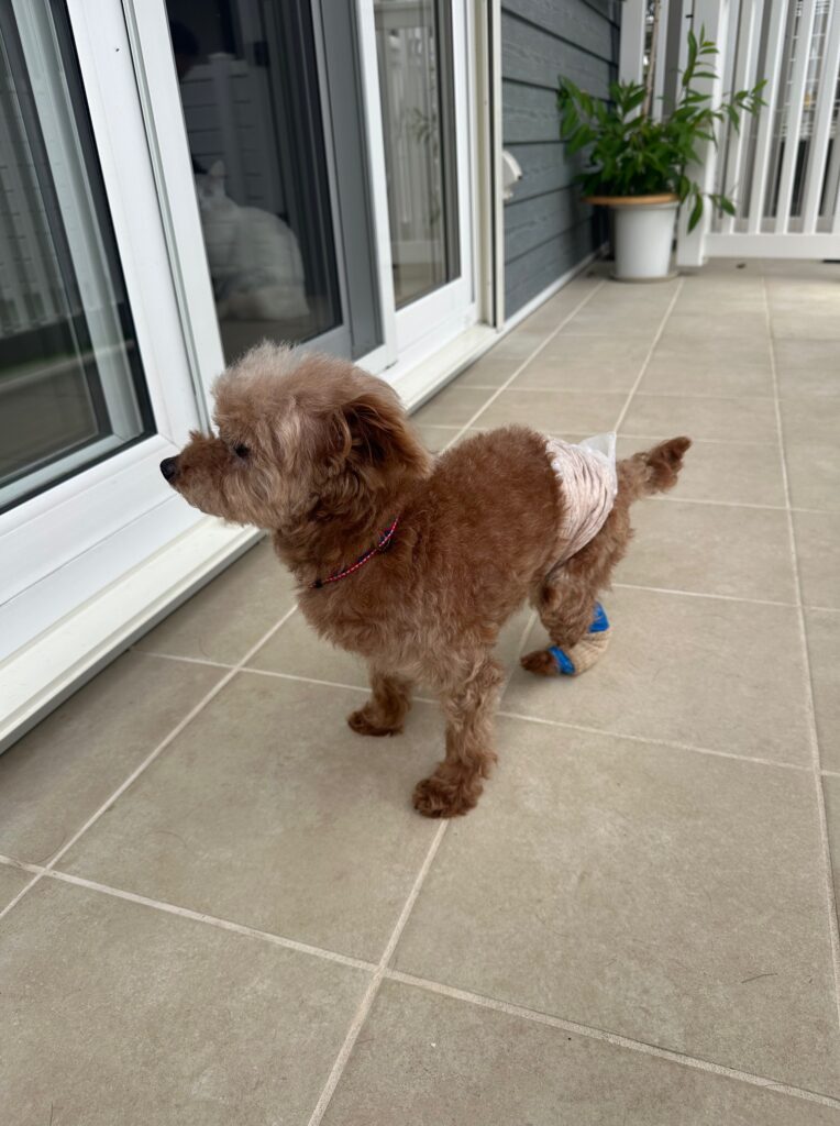 点検作業を見守る人懐っこい保護犬のワンちゃん